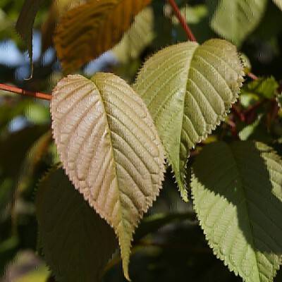 Prunus sargentii 'Charles Sargent'